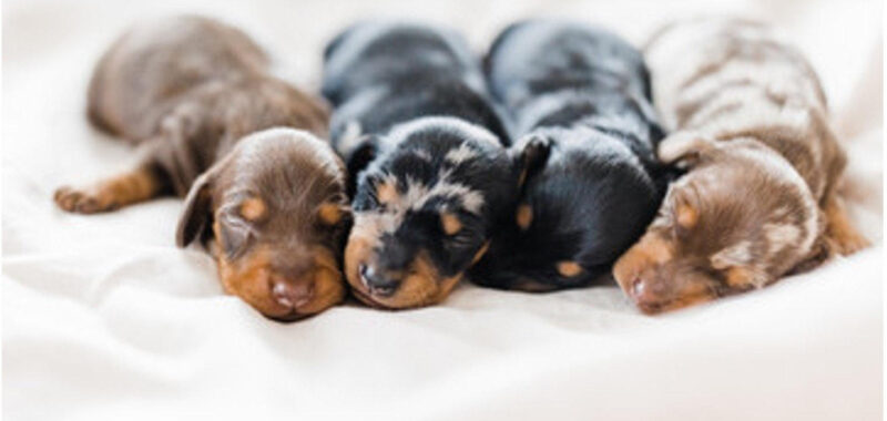 Introducing Miniature Dachshund Pups: A Haven for Finding Your Forever Companion