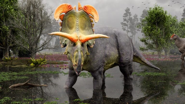Lokiceratops 1