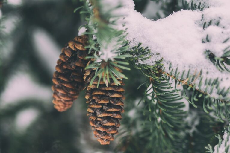 evergreen pine cone snow winter