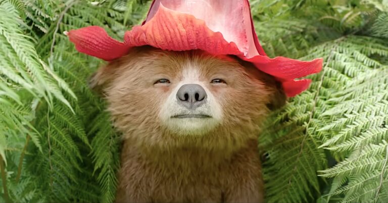 Paddington Flower