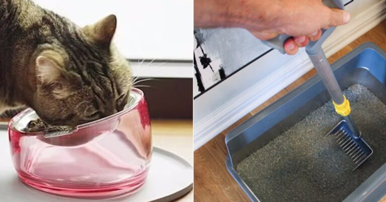 weird clever things cat